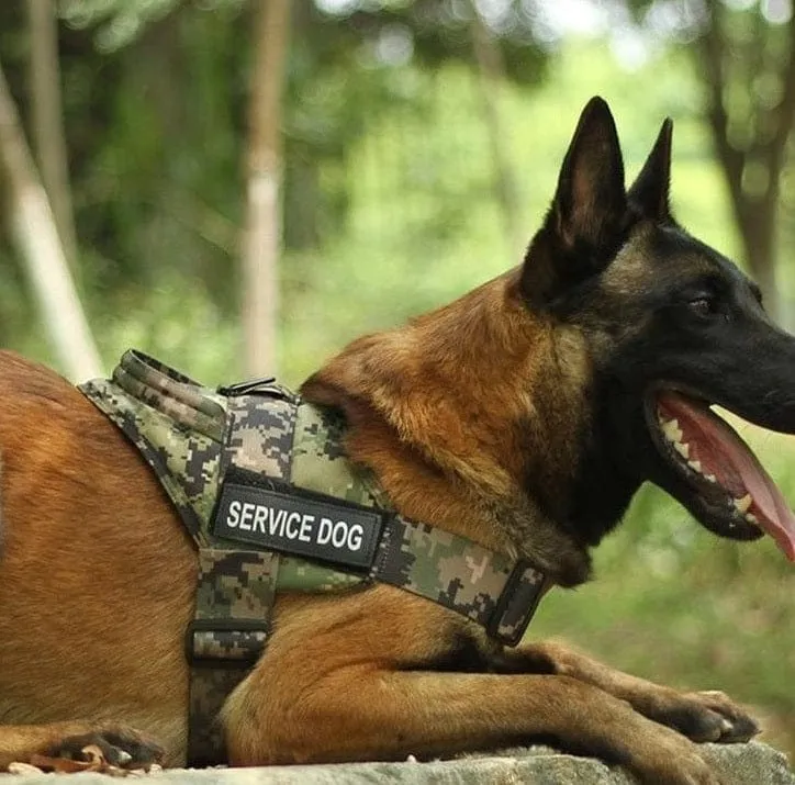 Dog Harness Vest With Handle & Lead