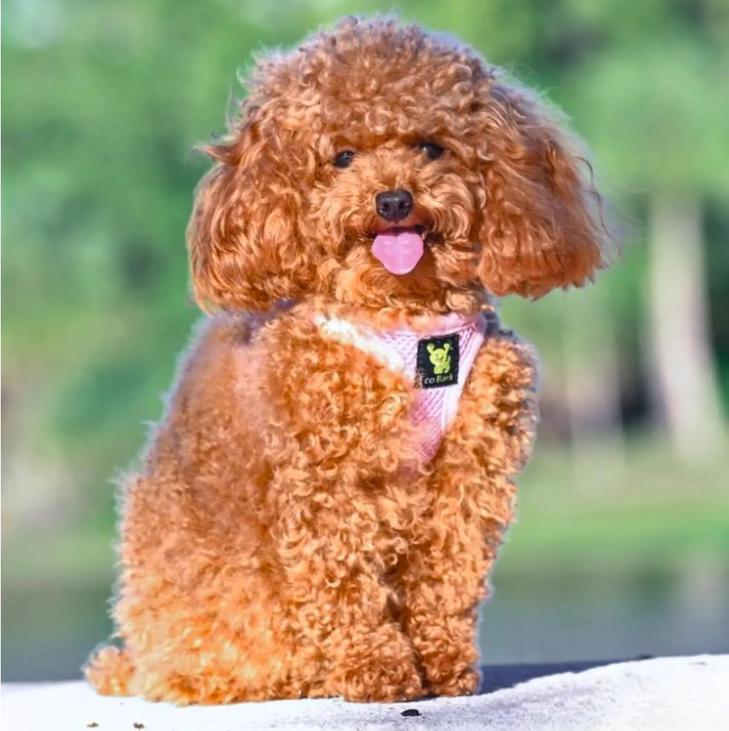 EcoBark Teacup Dog Harness - Step in Dog Harness, Eco Dog Harnesses for XXS, XS, and Small Dogs - Reflective and Adjustable Mini Body Halter Vest - Tiny Soft Mesh Toy Breed Harness (Baby Pink, XXXS)