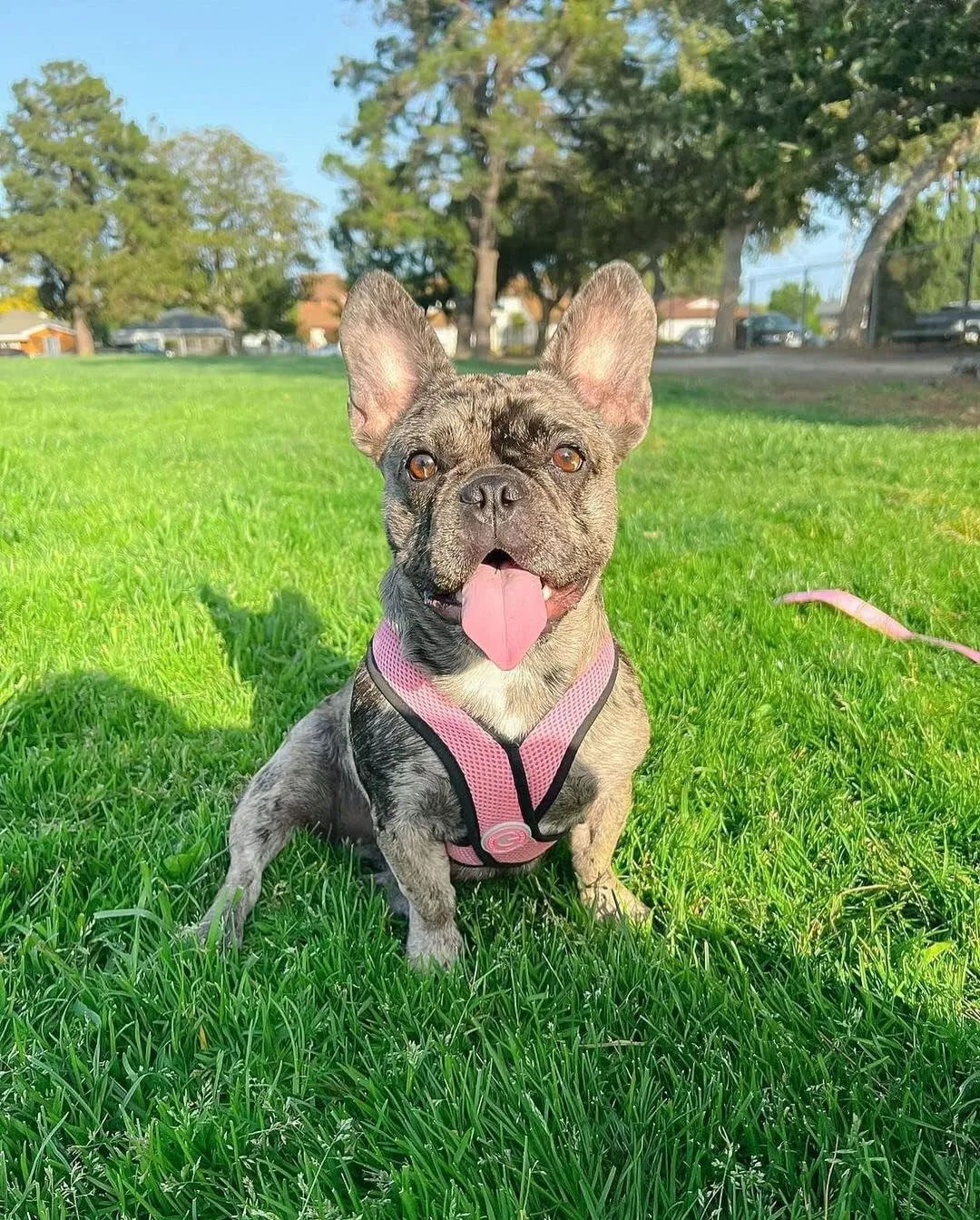 Gooby Comfort X Head in Harness - Pink, Small Harness Patented Choke-Free X Frame - Perfect on The Go Harness for Medium Dogs No Pull or Small Dogs for Indoor and Outdoor Use