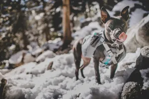 Mountainsmith K-9 Dog Pack MD Caribe Blue