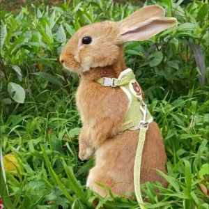 Rabbit Harness and Lead Set - Perfect for Outdoor Adventures