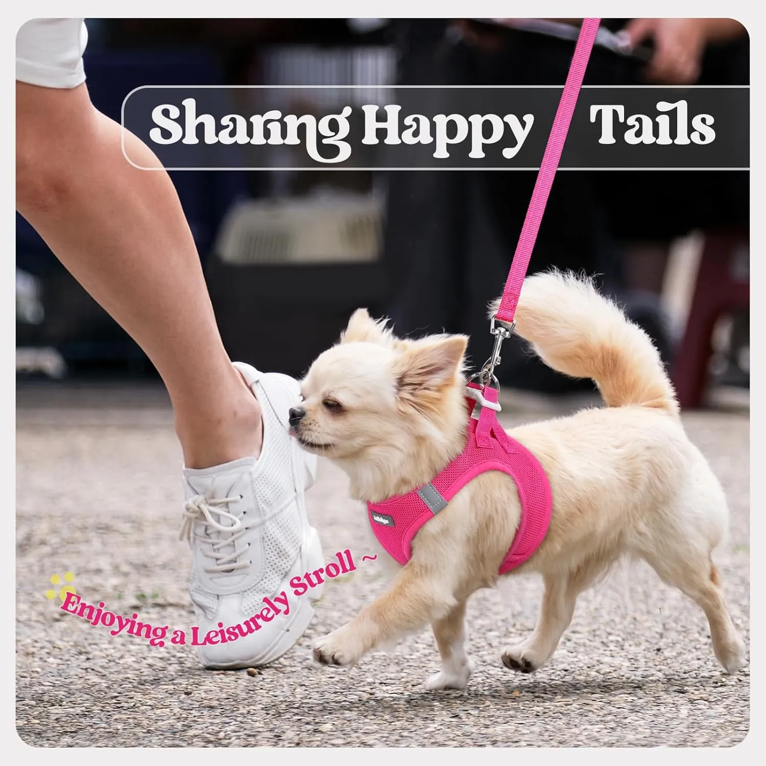 rabbitgoo Dog Harness Small Medium Sized and Leash Set, Step in Soft Light Puppy Vest, Breathable Mesh Pet Harness, Reflective for Safe Easy Walking, Rose Red L